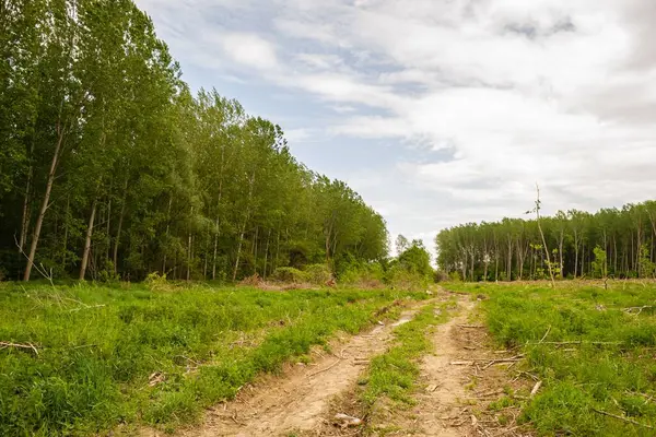 木を伐採した緑の土地の眺め — ストック写真