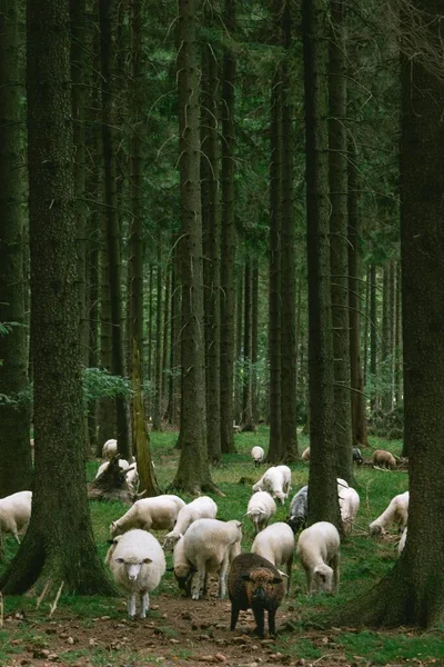 Eine Vertikale Aufnahme Einer Schafherde Wald — Stockfoto