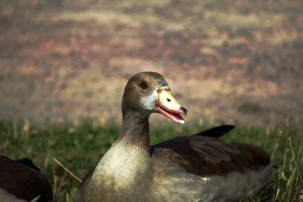 Kameraya Poz Veren Dost Canlısı Bir Ördek — Stok fotoğraf