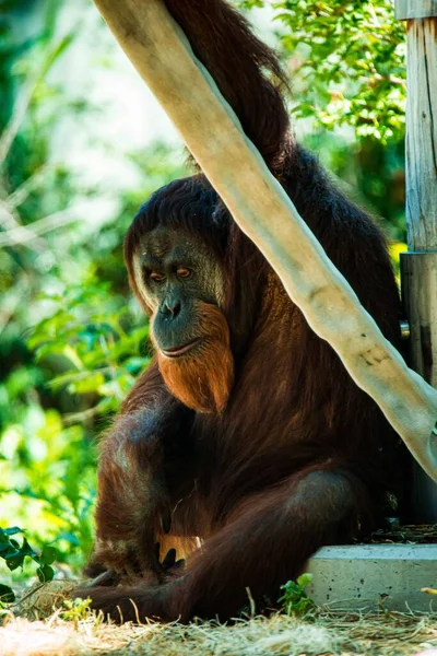 Vertikal Bild Sorgsna Orangutanger Som Sitter Sten Och Lutar Sig — Stockfoto