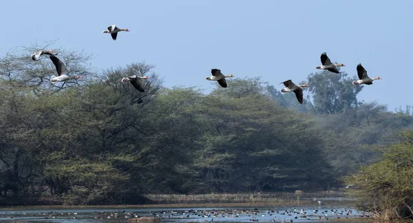 Ein Schwarm Graugänse Fliegt Über Einen See — Stockfoto