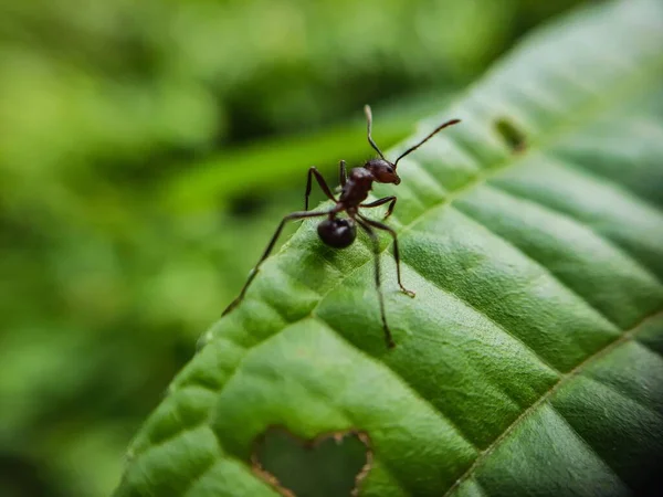 緑の自然を背景に孤立した緑の葉に群生するアリの群生 — ストック写真