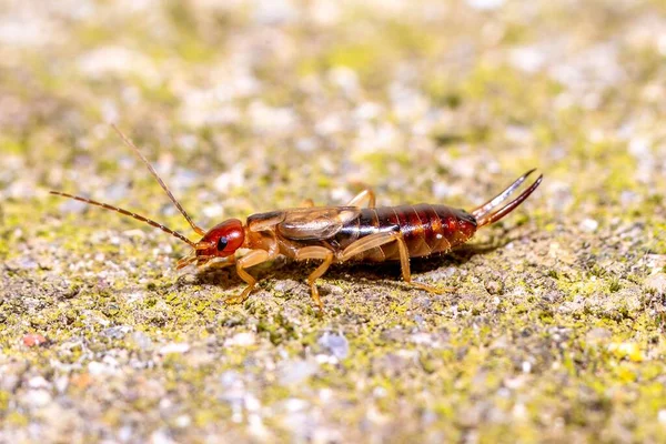 Oorpruik Insect Dermaptera Lopend Grond Close Macro Europa — Stockfoto