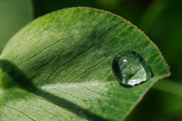 Eine Nahaufnahme Von Wassertropfen Auf Grünem Blatt — Stockfoto