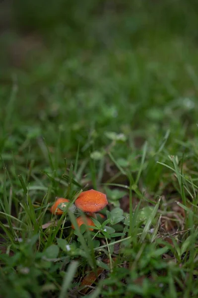 Der Pilz Hygrocybe Miniata Wächst Zwischen Sattgrünem Gras — Stockfoto