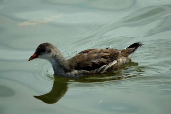 Ente Schwimmt Auf Einem See — Stockfoto