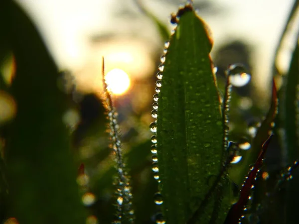 Dew Drop Wild Grass Morning Looks Fresh Beautiful — Stok Foto