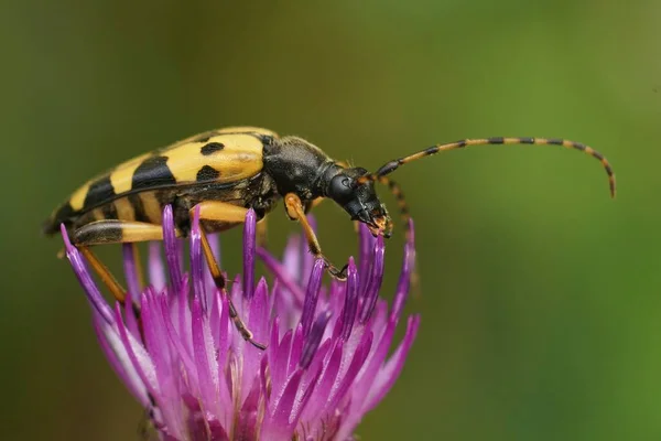 Closeup Spotted Longhorn Beetke Rutpela Maculata Sitting Purple Thistle Flower — Stock Photo, Image