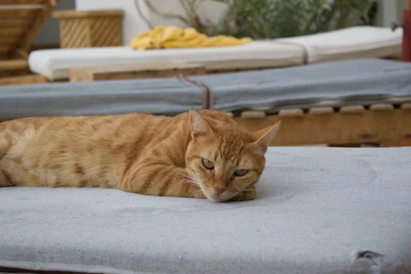 白い椅子に寝そべっているオレンジ色のタビー猫のクローズ — ストック写真