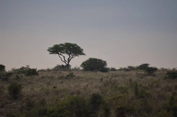 Una Acacia Creciendo Safari Por Noche — Foto de Stock