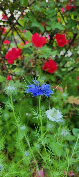 Niebieski Nigella Sieje Kwiat Ogrodzie — Zdjęcie stockowe