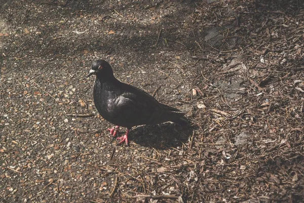 一只黑鸽站在柔软的褐色地面上的特写 — 图库照片