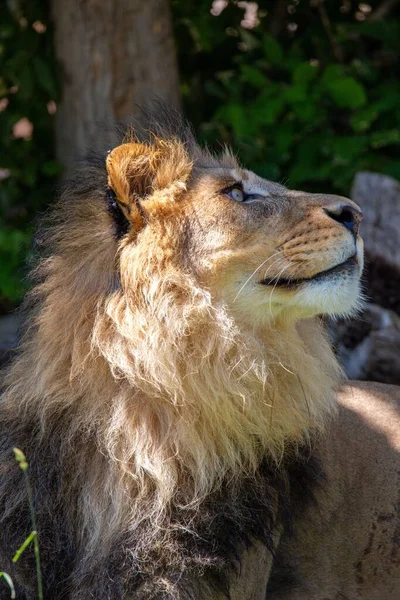Вертикальный Крупный План Азиатского Льва Смотрящего Вправо Своем Вольере Зоопарке — стоковое фото