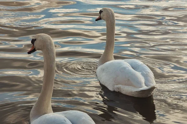 Крупный План Двух Очаровательных Лебедей Плавающих Воде — стоковое фото
