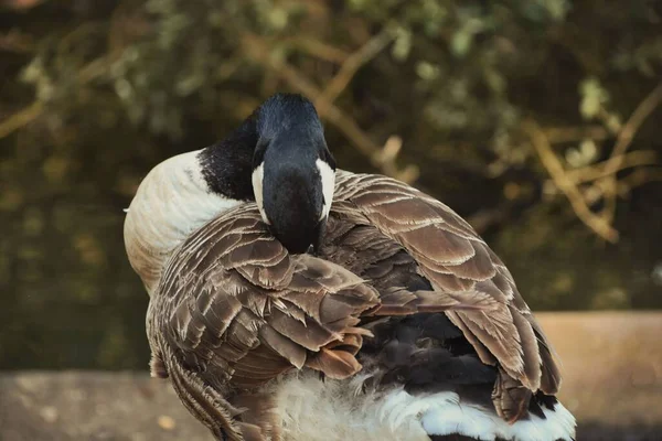 Gündüz Vakti Uyuyan Bir Kazın Yakın Çekimi — Stok fotoğraf