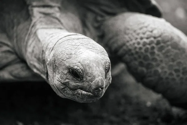 Grauschuppe Einer Riesenschildkröte Aldabrachelys Gigantea Auf Dem Boden — Stockfoto