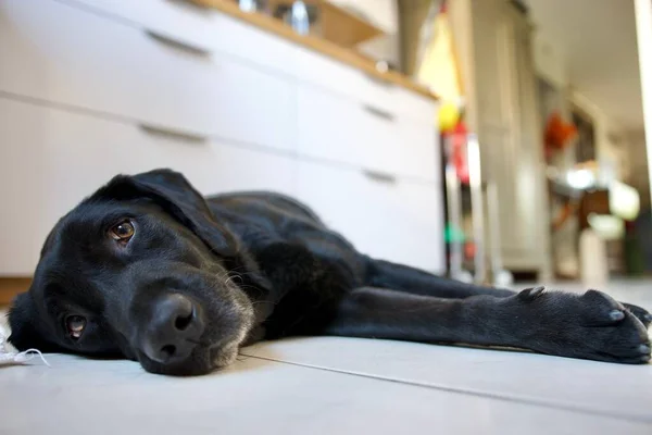 Schwarzer Labrador Erschöpft Von Der Hitze Die Sommer Auf Der — Stockfoto