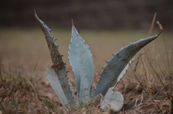 Closeup Shot Aloe Leaves — Stock Photo, Image