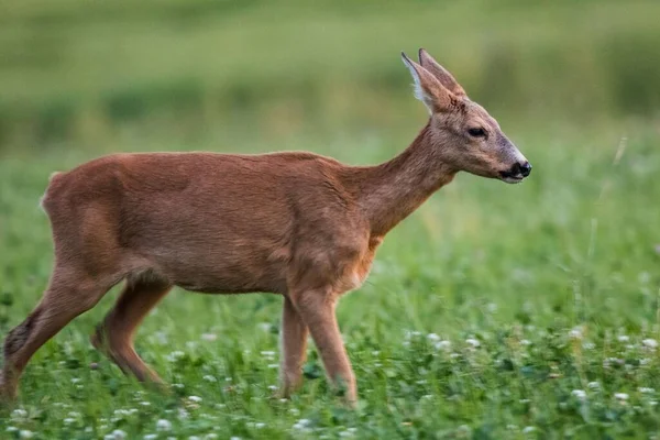 Reh Lief Neben Fotograf Vorbei — Stockfoto