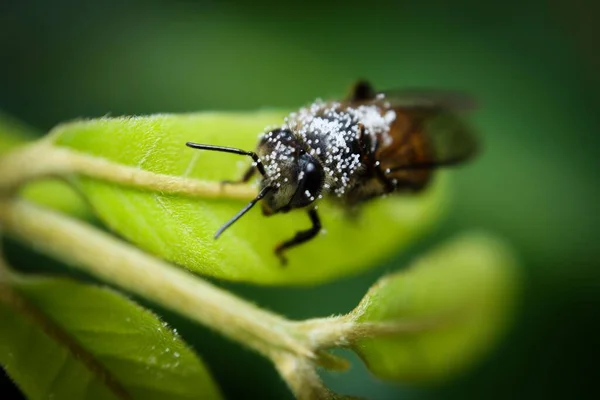 Ujęcie Bliska Pszczoły Zielonym Liściu — Zdjęcie stockowe