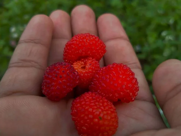 Closeup Fresh Plump Raspberries Person Palm — Stock Photo, Image