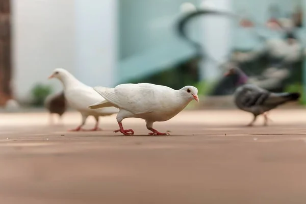 Pombo Branco Está Olhar Para Câmara — Fotografia de Stock