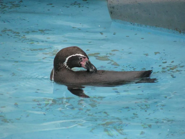 Humboldtský Tučňák Odpočívající Vodě — Stock fotografie