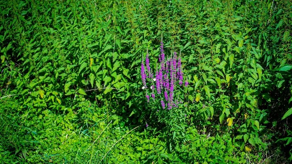 Primer Plano Loosestrifes Púrpura Floreciendo Jardín —  Fotos de Stock