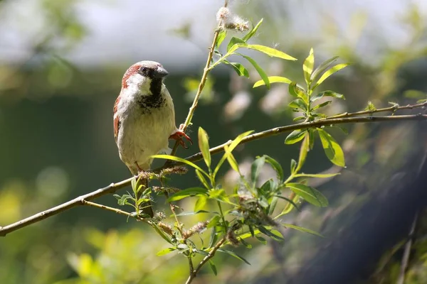 Closeup Shot House Sparrow Perched Branch Little Leaves — Stock Photo, Image