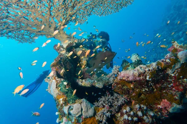 Multiracial Scuba Diver Exploring Undersea Different Fish — Stock Photo, Image