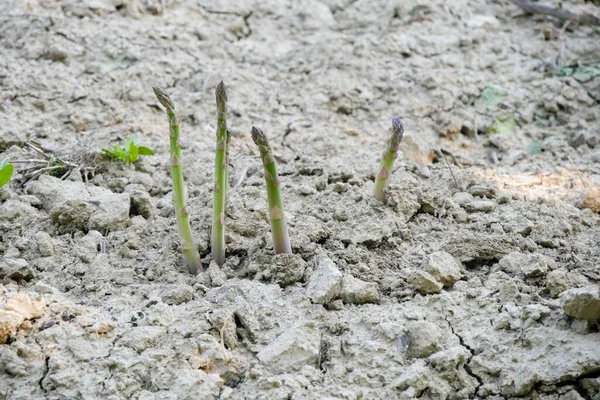 Green Bio Asparagus Growing Untreated Dry Soil Italy — Stock Photo, Image