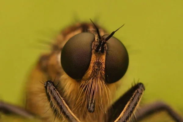 選択的焦点 毛むくじゃらの黄金のタブのRobberfly Eutolmus Rufibaris緑の葉の上に座っている — ストック写真