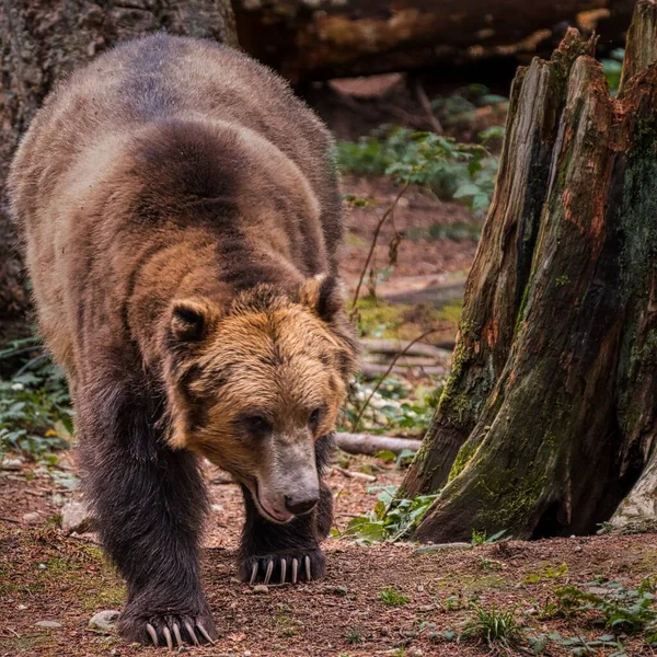 Primer Plano Gran Oso Marrón Caminando Cerca Del Tronco Del —  Fotos de Stock