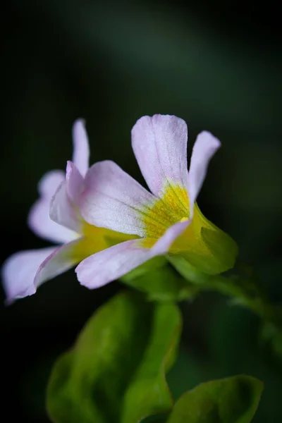 Eine Nahaufnahme Von Zwei Hellvioletten Blumen — Stockfoto