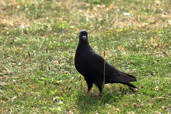 Eine Schwarze Taube Stehen — Stockfoto