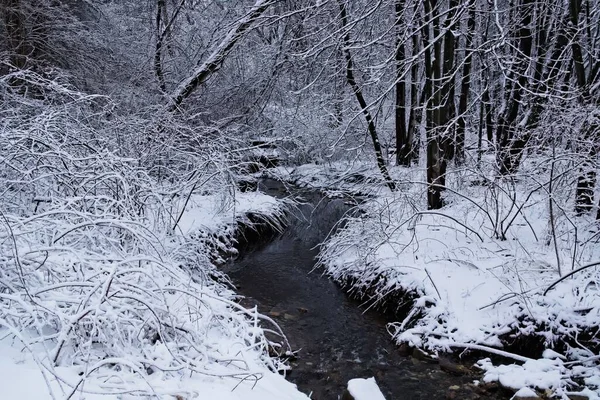 Estrecho Río Bosque Invernal Cubierto Nieve —  Fotos de Stock