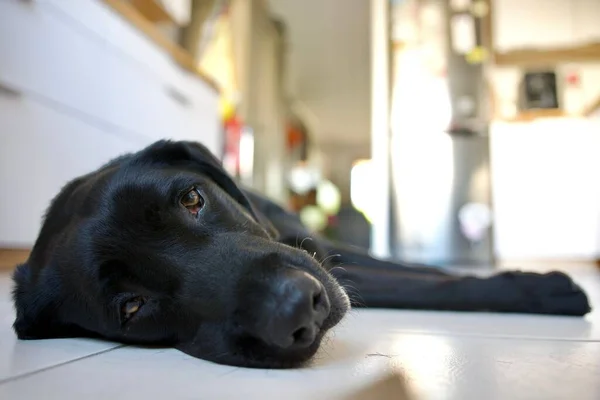 Schwarzer Labrador Erschöpft Von Der Hitze Die Sommer Auf Der — Stockfoto