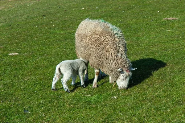 德国北海地区一只羊和它的羊羔在一片绿色的牧场上 — 图库照片
