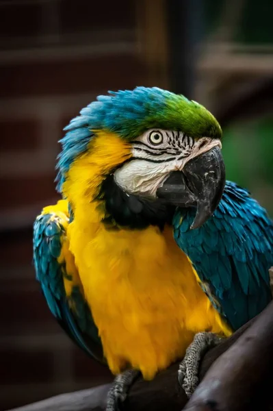 Close Vertical Papagaio Arara Contra Fundo Embaçado — Fotografia de Stock