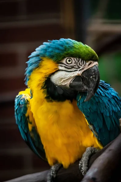 Primer Plano Vertical Loro Guacamayo Sobre Fondo Borroso —  Fotos de Stock