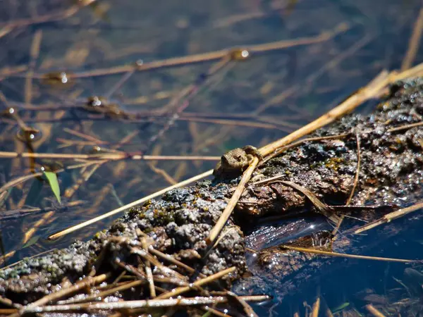 Closeup Small Toad Wet Log Shore Lake — Stock Photo, Image