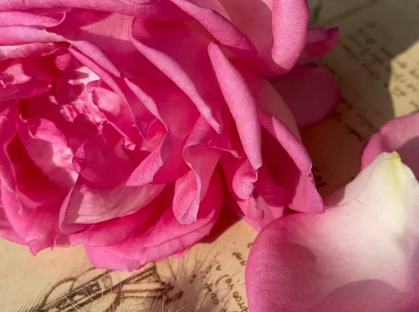Closeup Pink Rose Petals Open Book — Stock Photo, Image