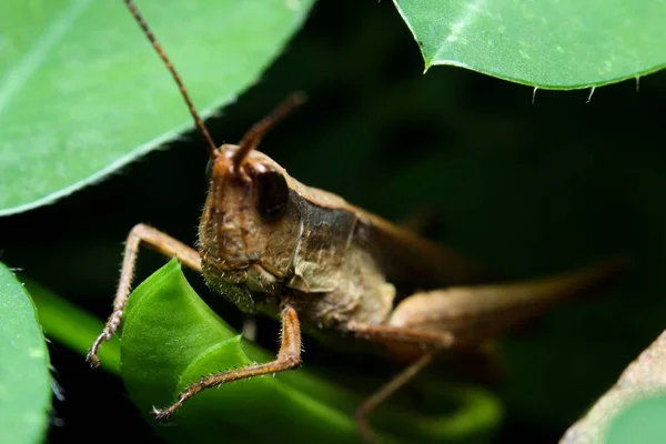 Primer Plano Saltamontes — Foto de Stock