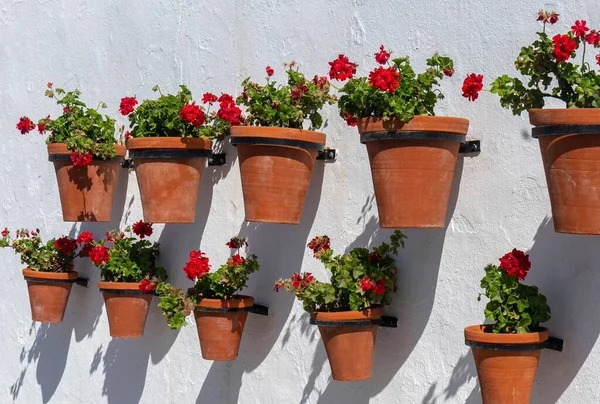 Zbliżenie Ujęcie Pięknych Czerwonych Kwiatów Doniczkach Przymocowanych Białej Ściany — Zdjęcie stockowe