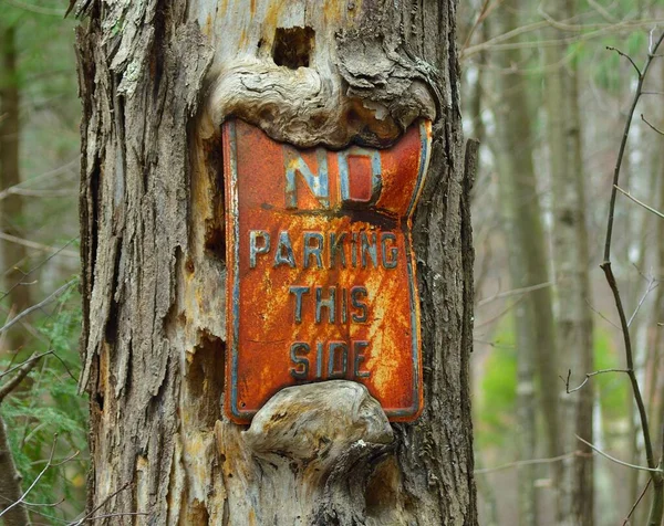 木の幹の内側に錆びた金属の標識 この側に駐車しない の閉鎖 — ストック写真