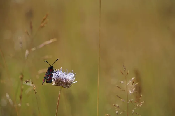 Шестипятнистая Ожоговая Бабочка Zygaena Filipendulae Цветке Размытом Фоне — стоковое фото