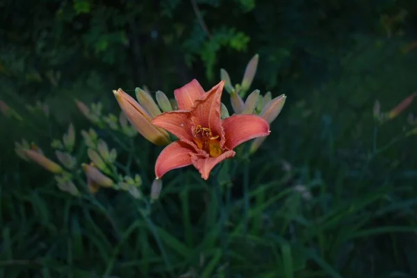 Selektiv Fokus Skott Orange Daglilja Blomma Och Knoppar Blommar Trädgården — Stockfoto