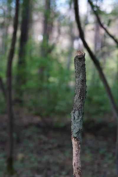 Срубленный Ствол Дерева Посреди Леса — стоковое фото