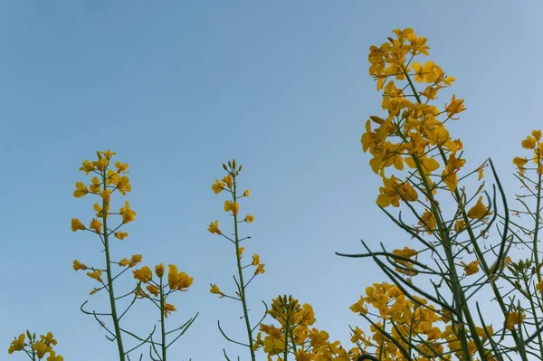 德国北部蓝天下的油菜籽植物美景 — 图库照片