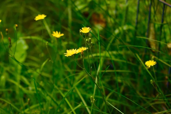 Yeşil Bir Tarlada Sarı Picris Çiçeklerinin Seçici Odağı — Stok fotoğraf